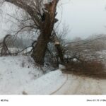 Drzewo na drodze – Hopowo